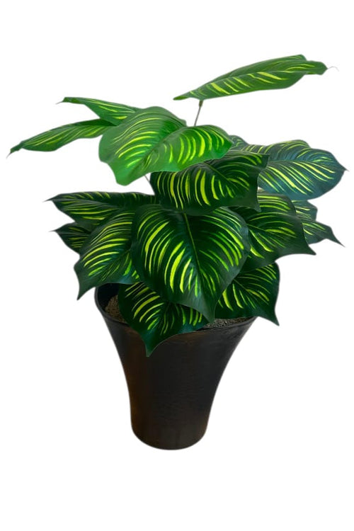 Planta Alocasia Verde Pequeña 50cm
