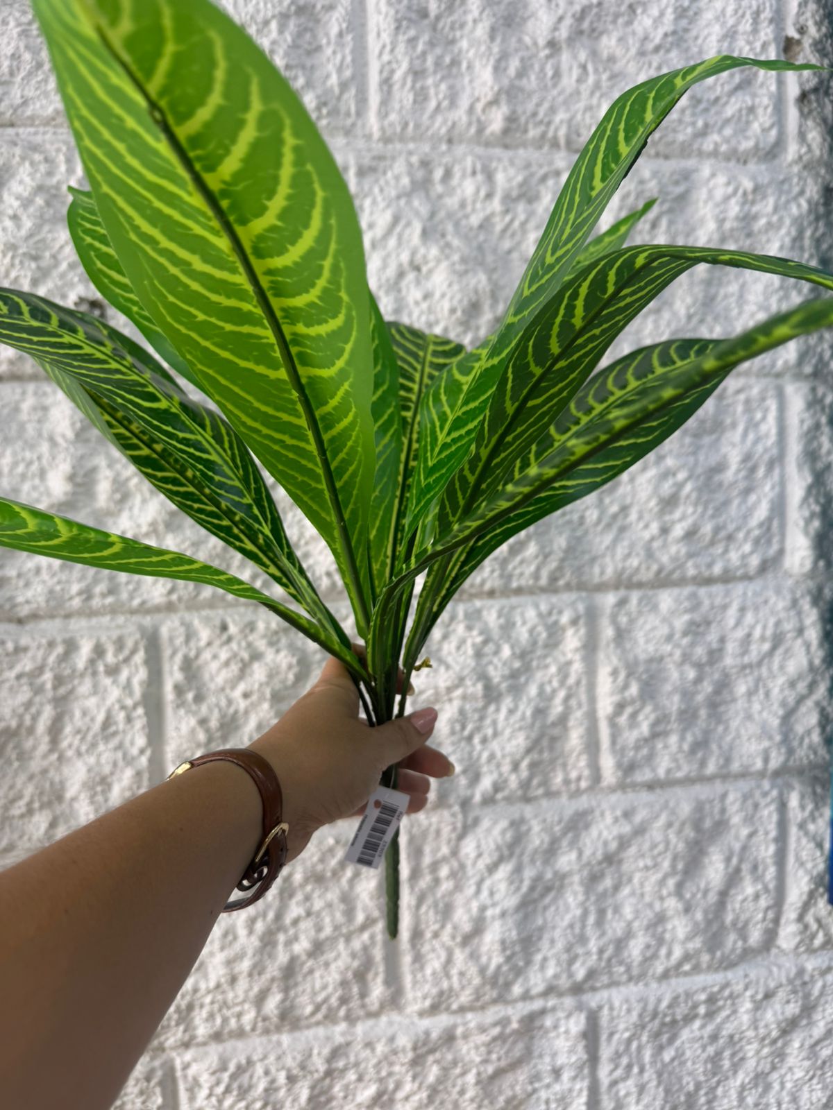 Planta Lengua de Suegra Trifasciata 42cm