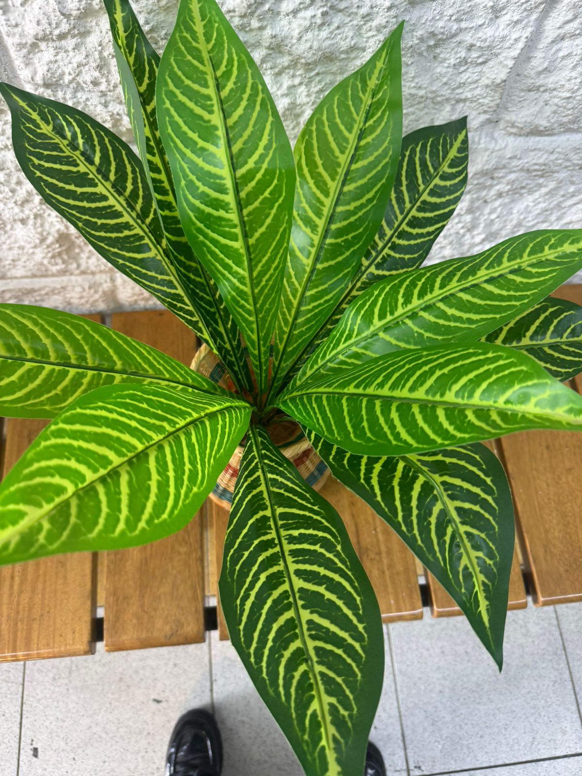 Planta Lengua de Suegra Trifasciata 42cm