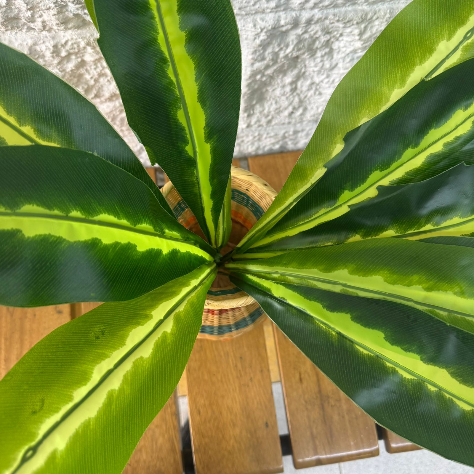 Planta Lengua de Suegra Sencilla