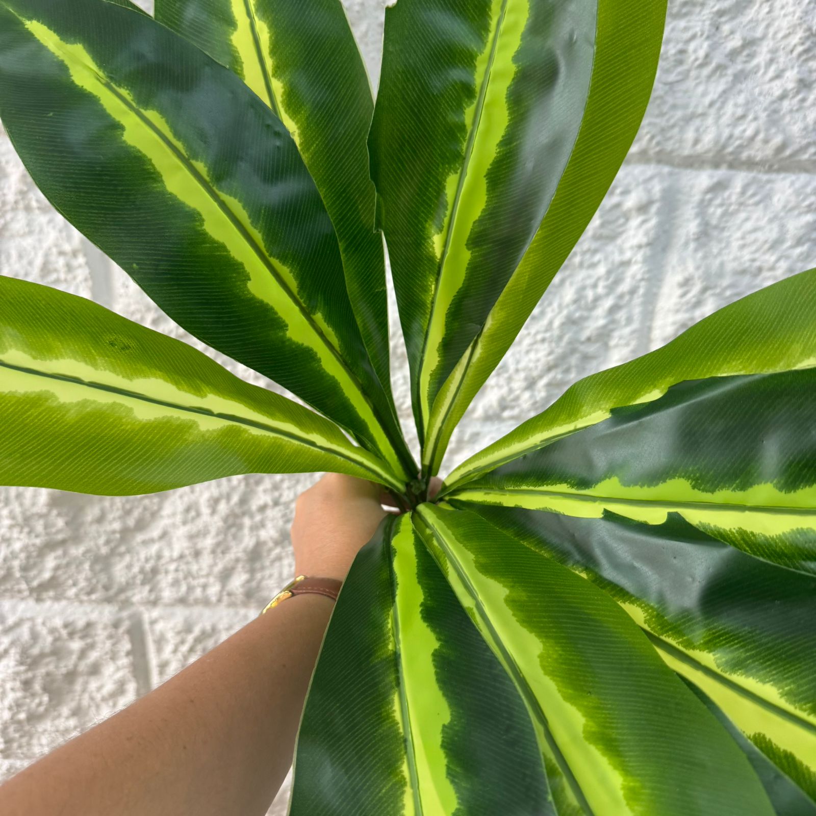 Planta Lengua de Suegra Sencilla