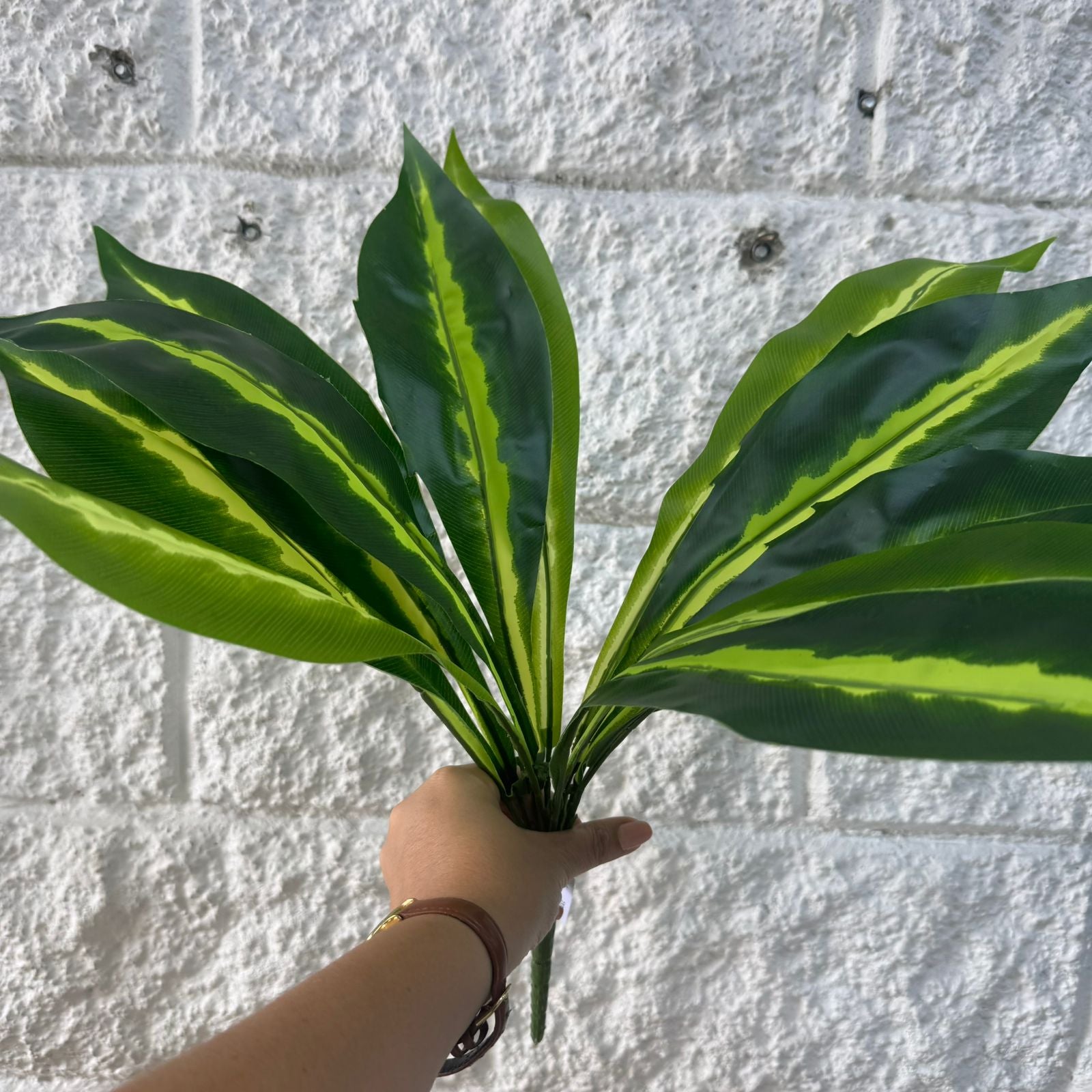 Planta Lengua de Suegra Sencilla