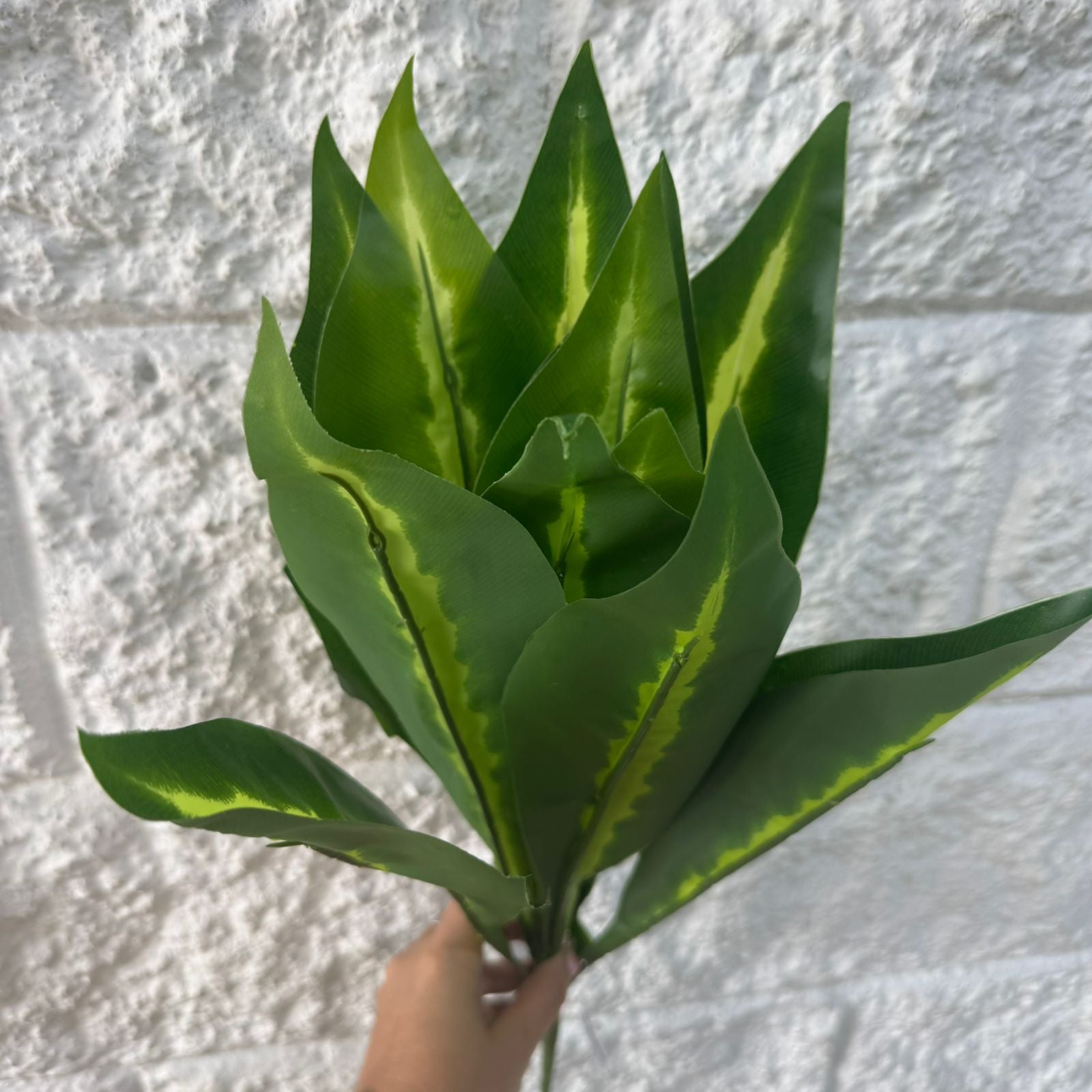 Planta Lengua de Suegra Sencilla