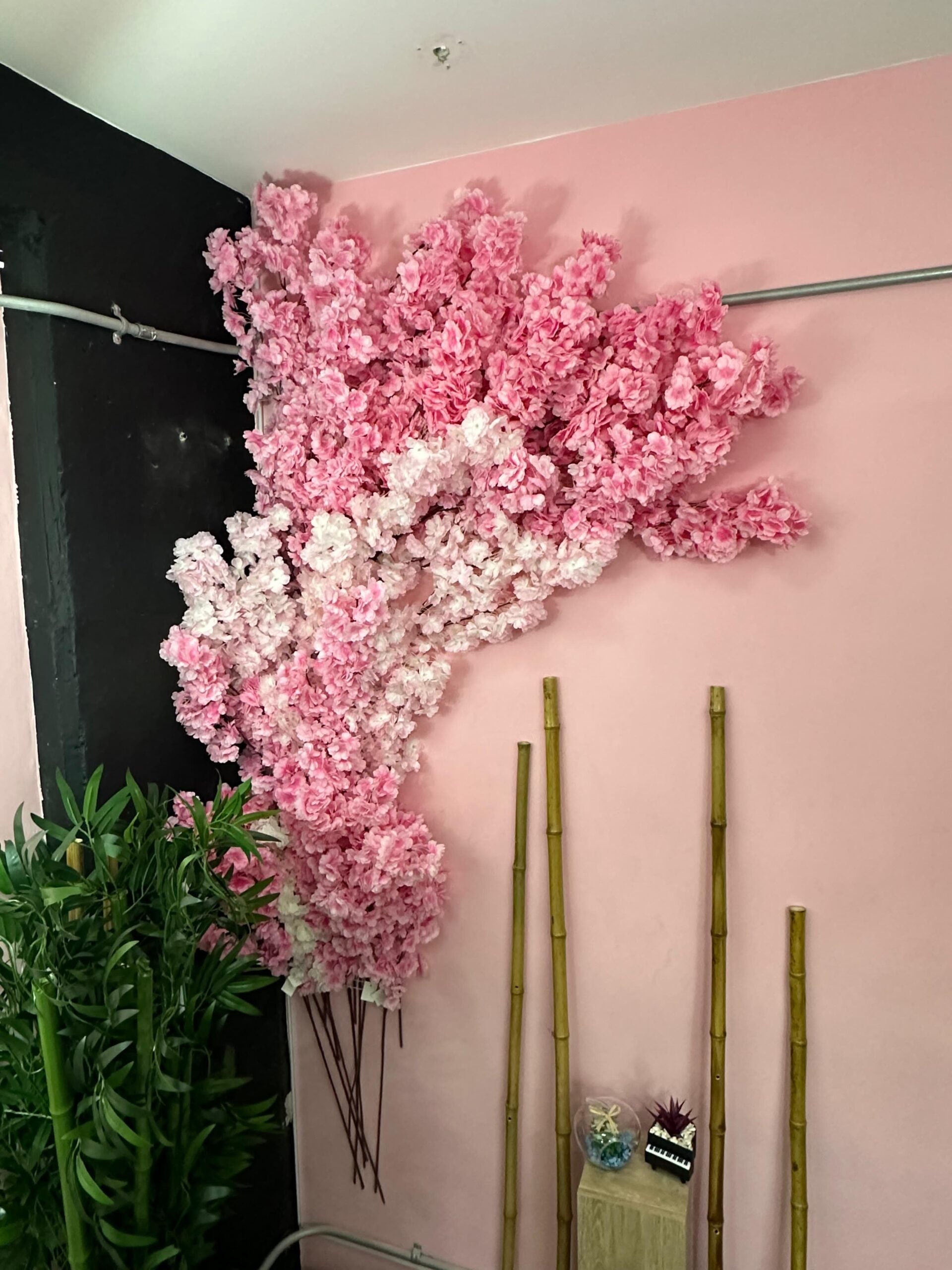 Combo x 40 unidades Cerezos premium Japoneses