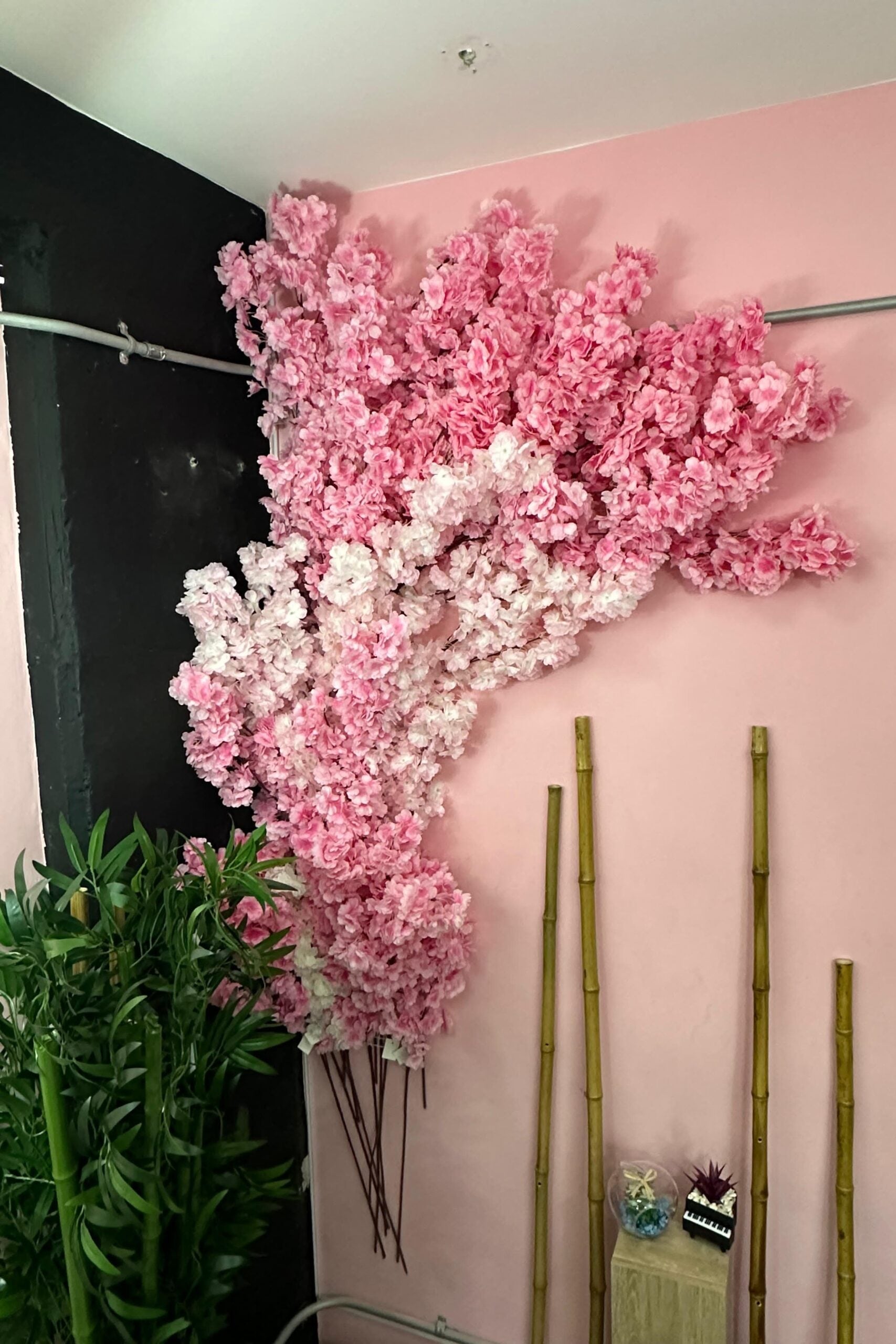 Combo x 40 unidades Cerezos premium Japoneses