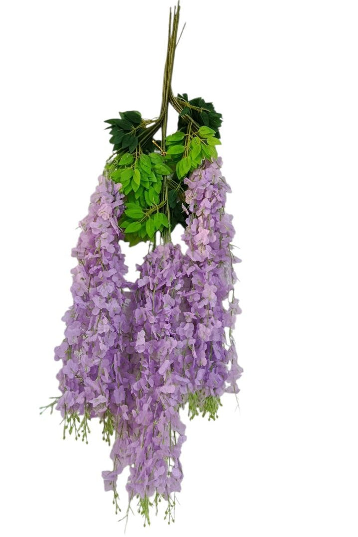 Docena de Glicina Wisteria Lila 80cm