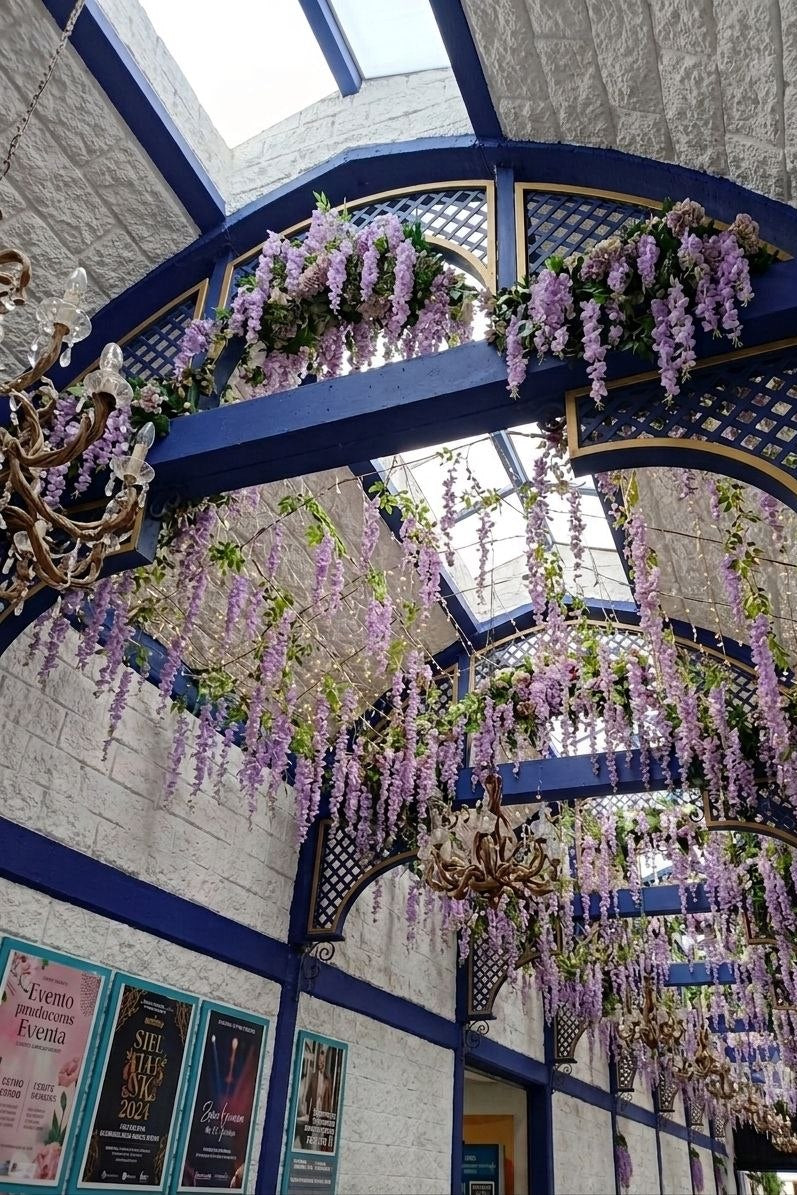 Docena de Glicina Wisteria Lila 80cm