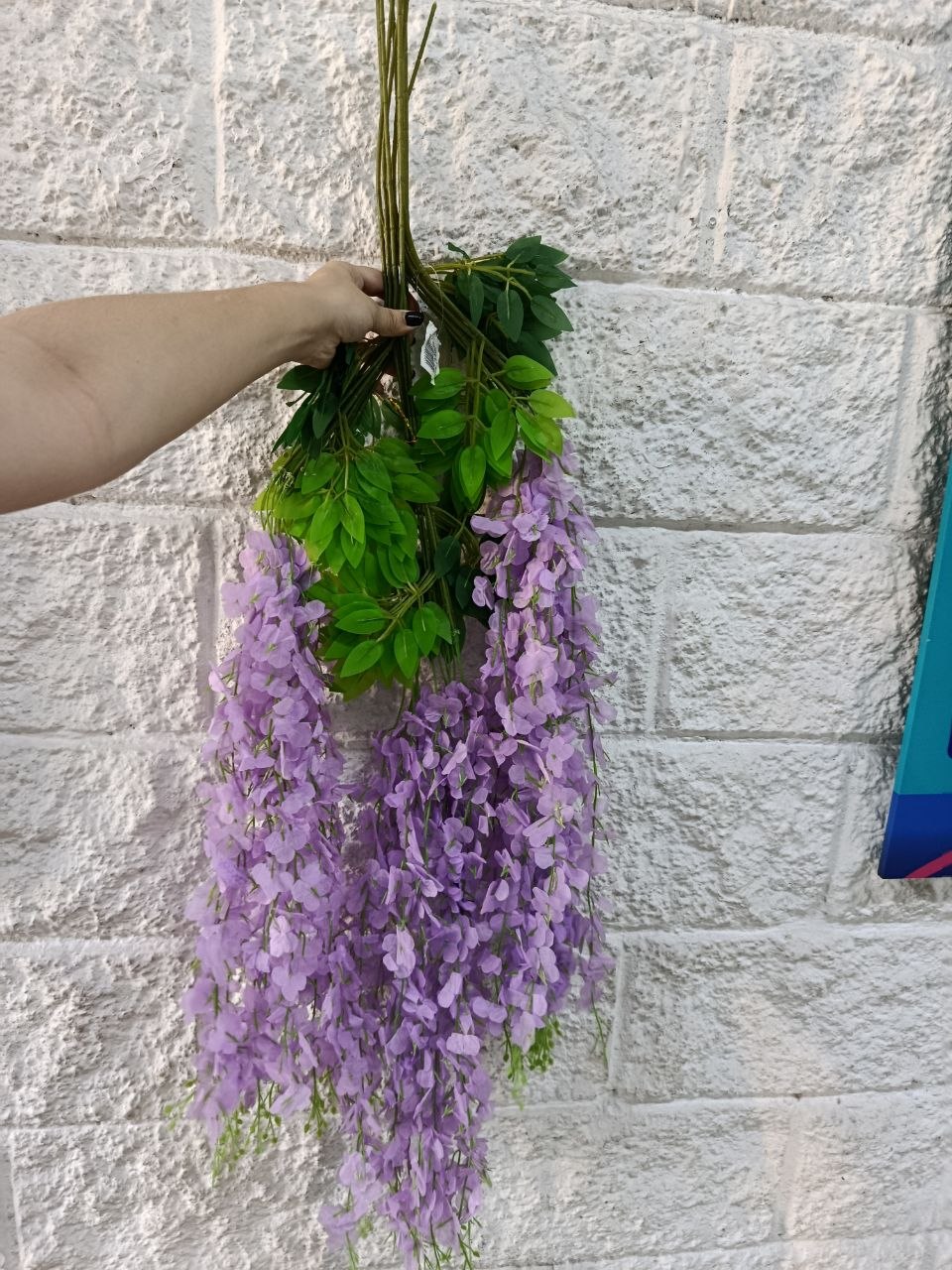 Docena de Glicina Wisteria Lila 80cm
