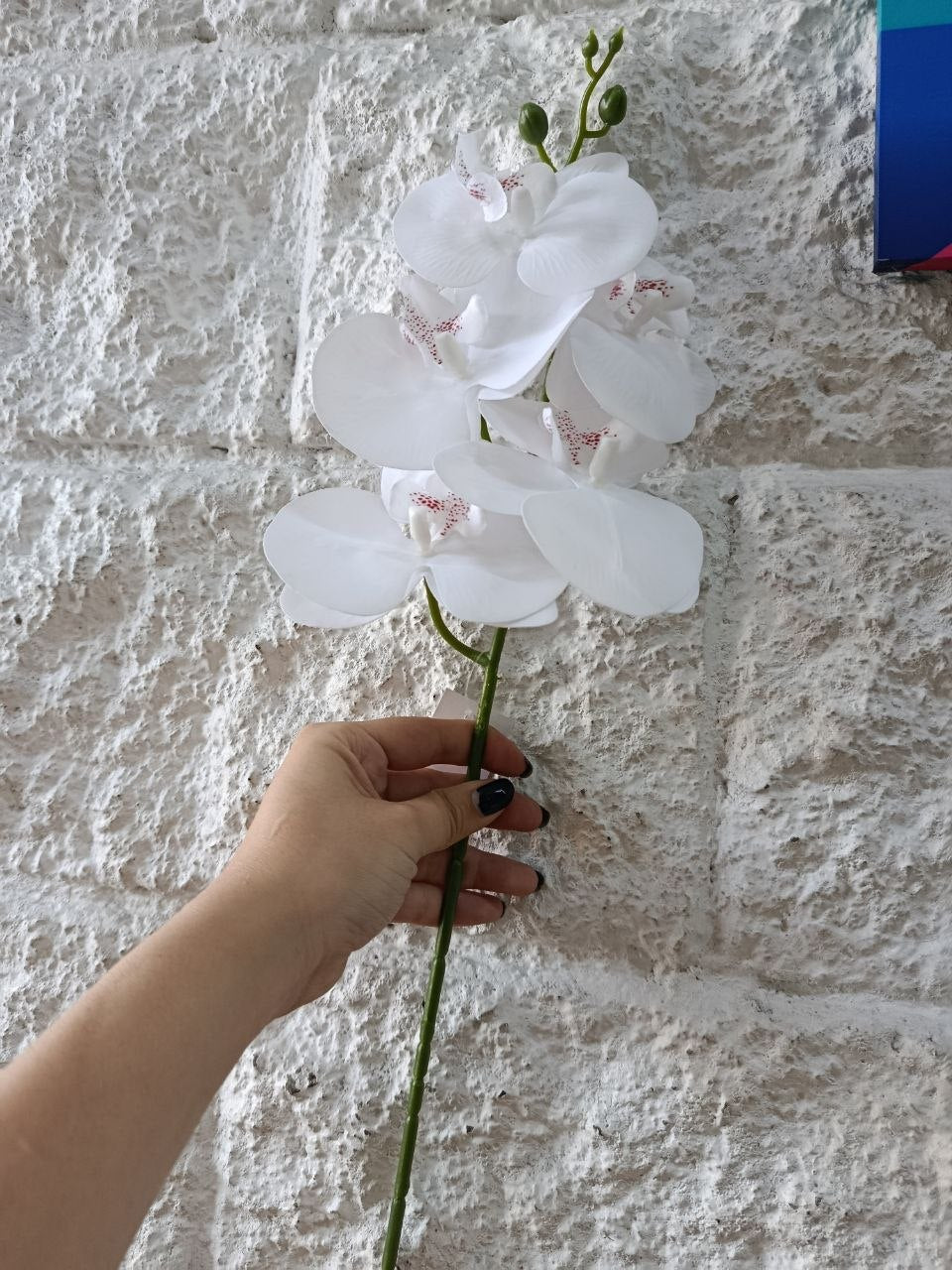 Orquidea de 5 Flores Blanca 58cm