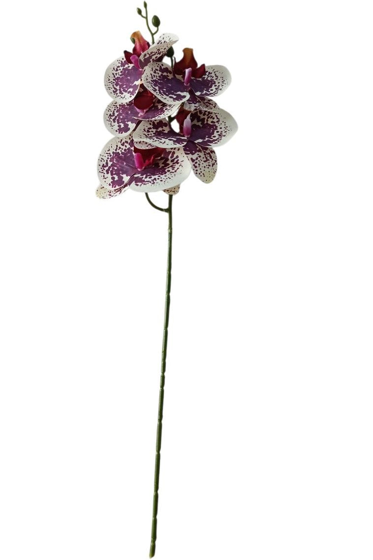 Orquidea 5 Flores Fucsia/Blanco 58cm