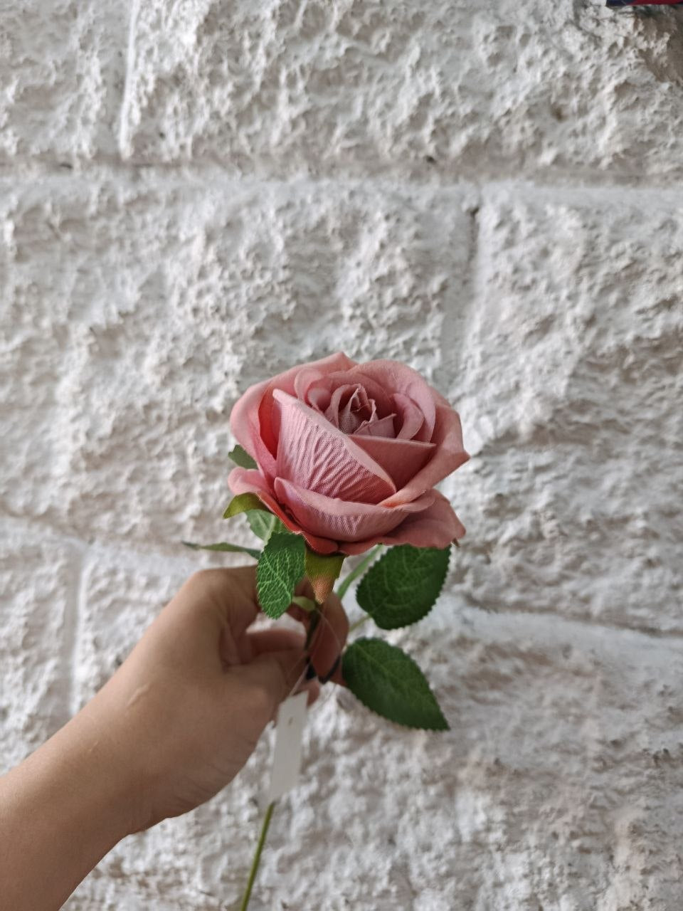 Rosa Tipo Ans Palo de Rosa 50cm