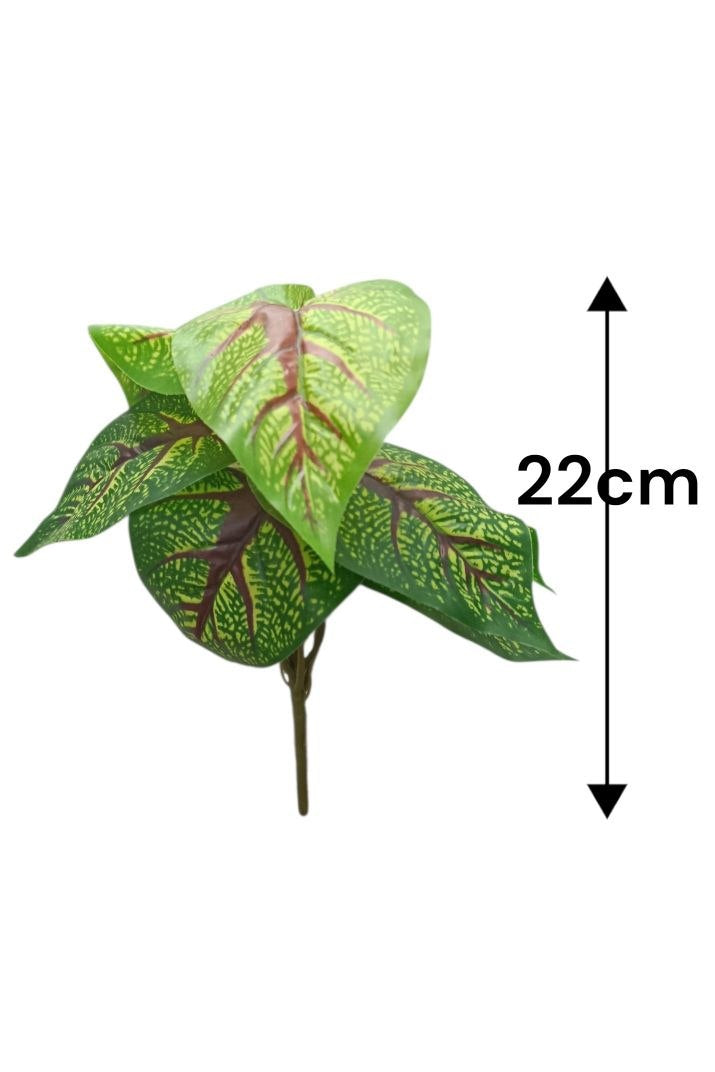 Planta Alas de Ángel Tipo Caladium 22cm