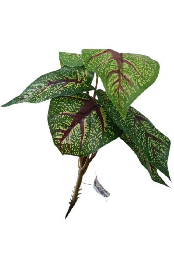 Planta Alas de Ángel Tipo Caladium 22cm