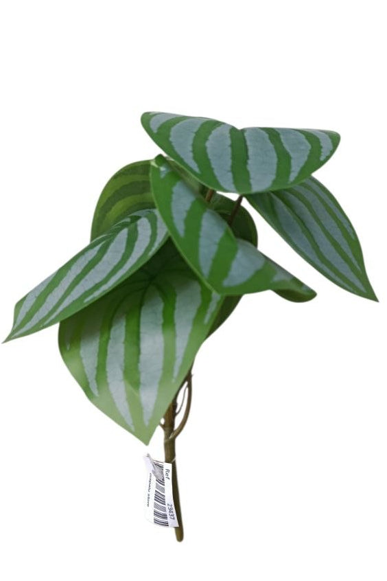 Planta Alas de Ángel Tipo Peperomia Sandia 20cm