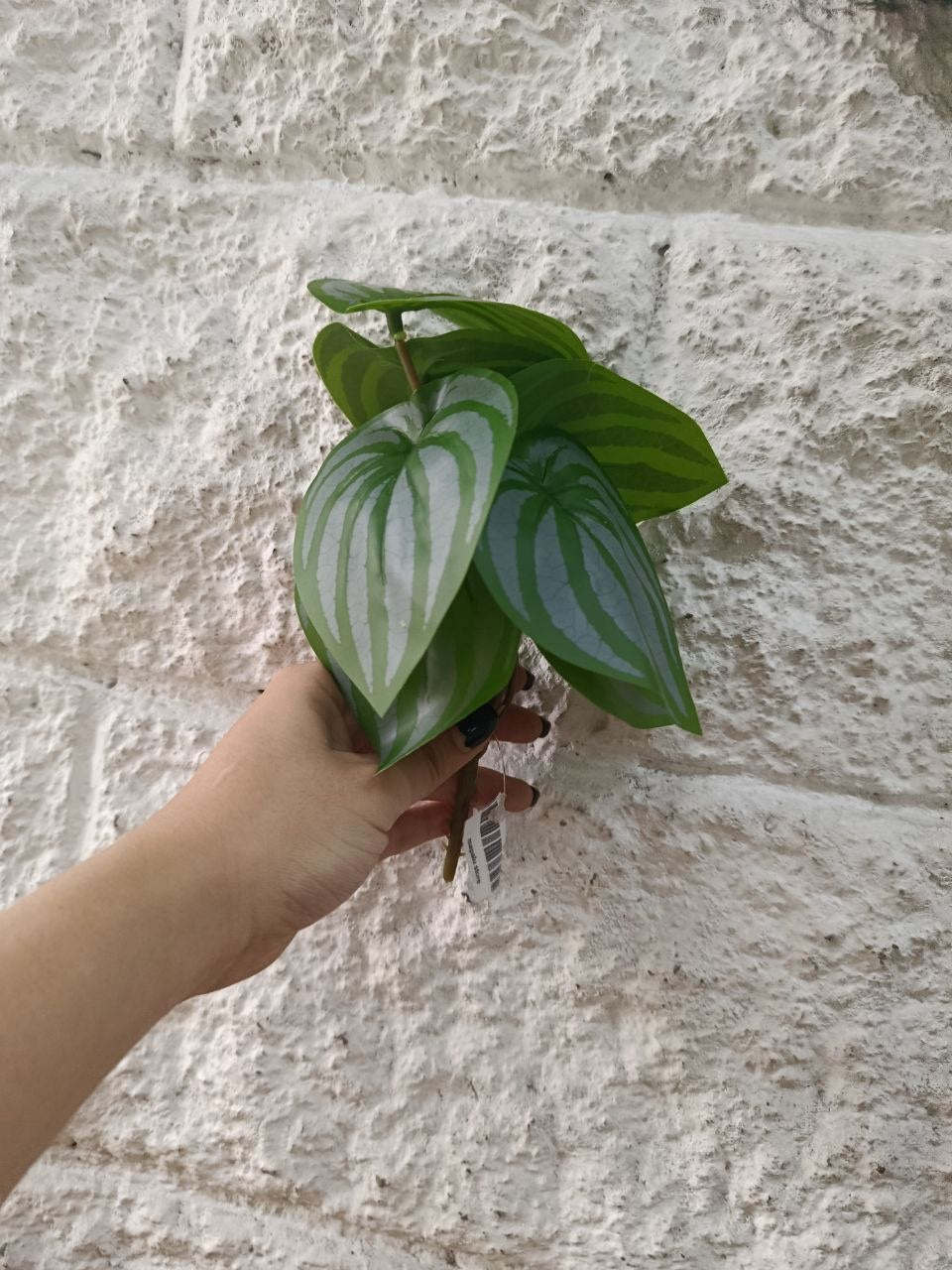 Planta Alas de Ángel Tipo Peperomia Sandia 20cm
