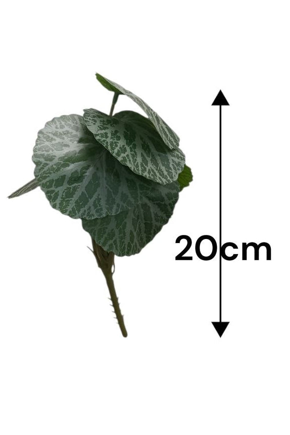 Planta Alas de Ángel Tipo Begonia de Fresa 20cm