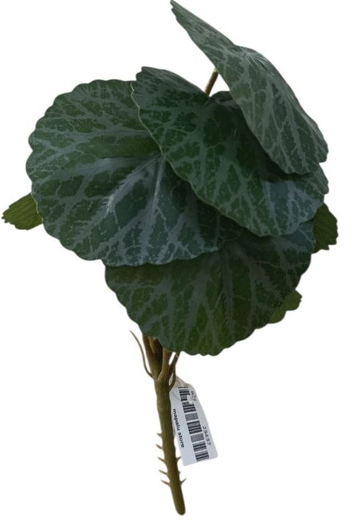 Planta Alas de Ángel Tipo Begonia de Fresa 20cm
