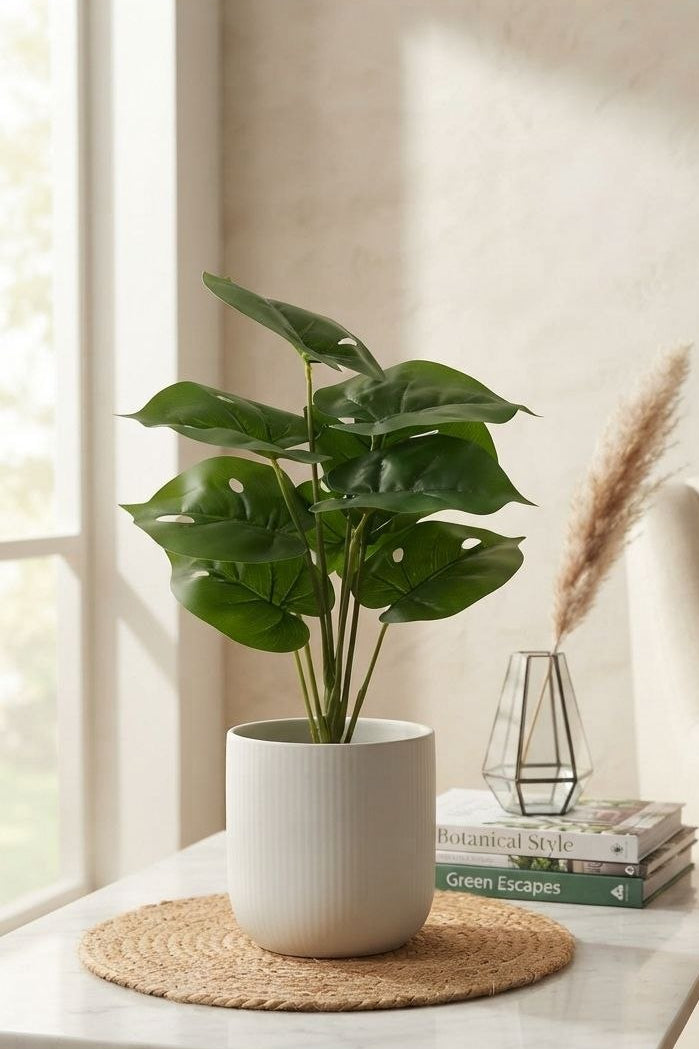 Planta Alas de Ángel Tipo Monstera 21cm