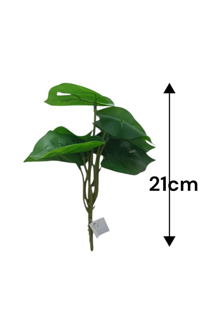 Planta Alas de Ángel Tipo Monstera 21cm