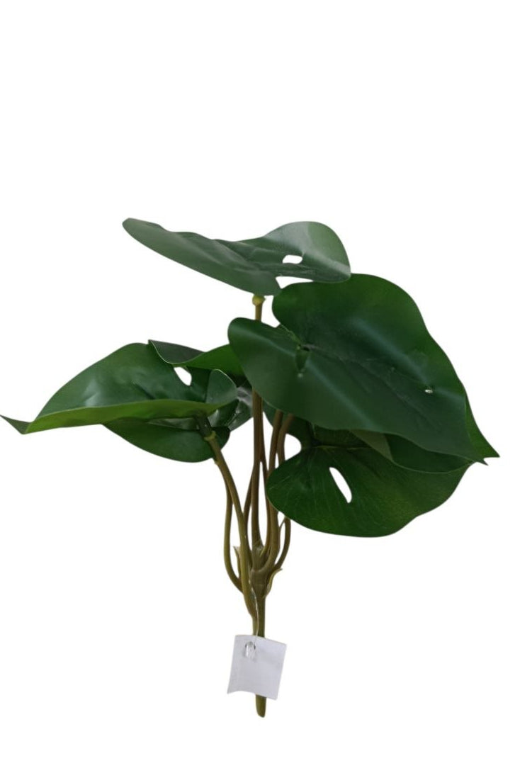 Planta Alas de Ángel Tipo Monstera 21cm