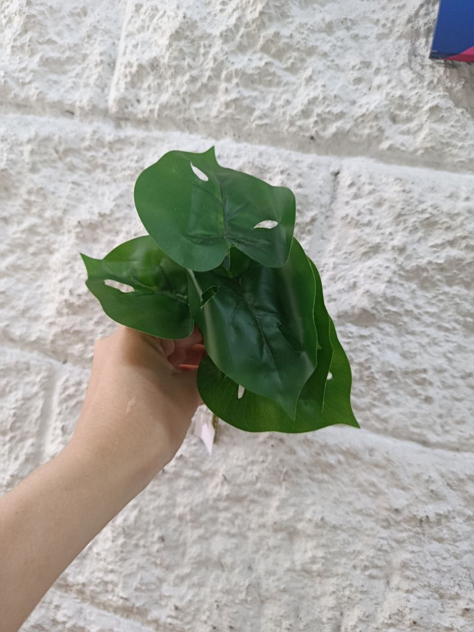 Planta Alas de Ángel Tipo Monstera 21cm