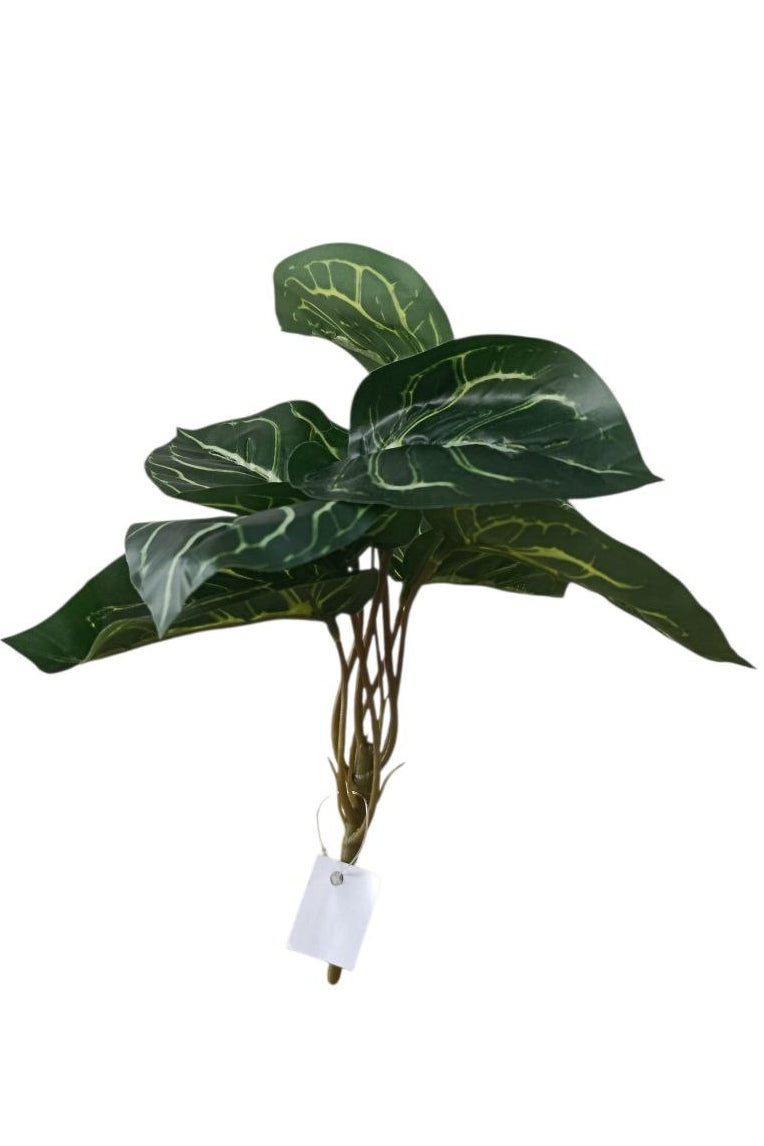 Planta Alas de Ángel Tipo Alocasia 24cm