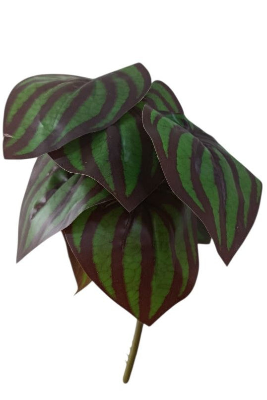 Planta Alas de Ángel Tipo Peperomia 20cm