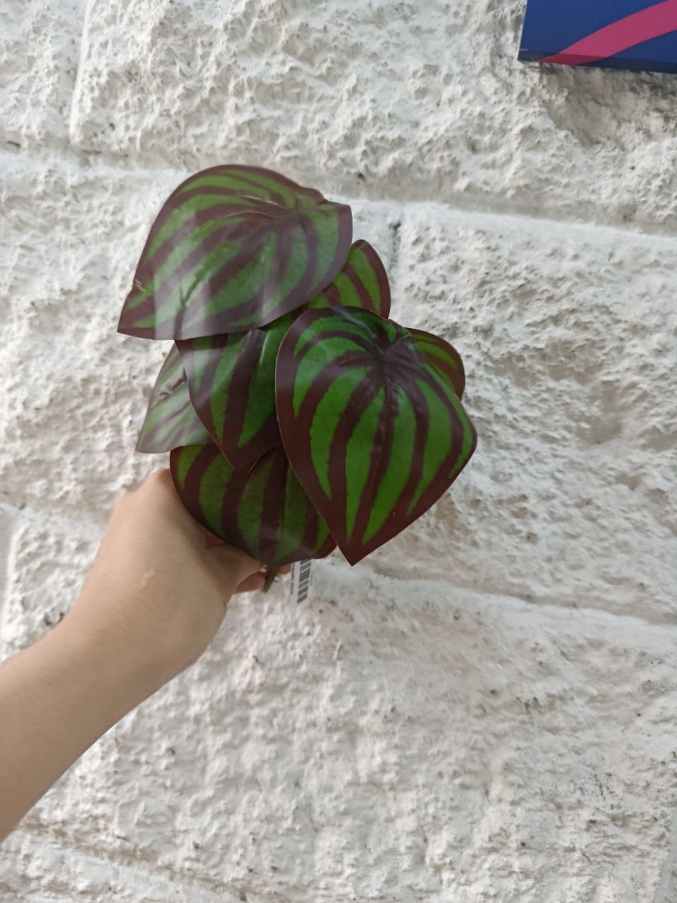 Planta Alas de Ángel Tipo Peperomia 20cm
