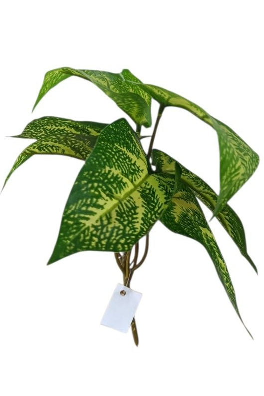 Planta Alas de Ángel Tipo Dieffenbachia 22cm