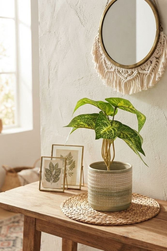 Planta Alas de Ángel Tipo Dieffenbachia 22cm