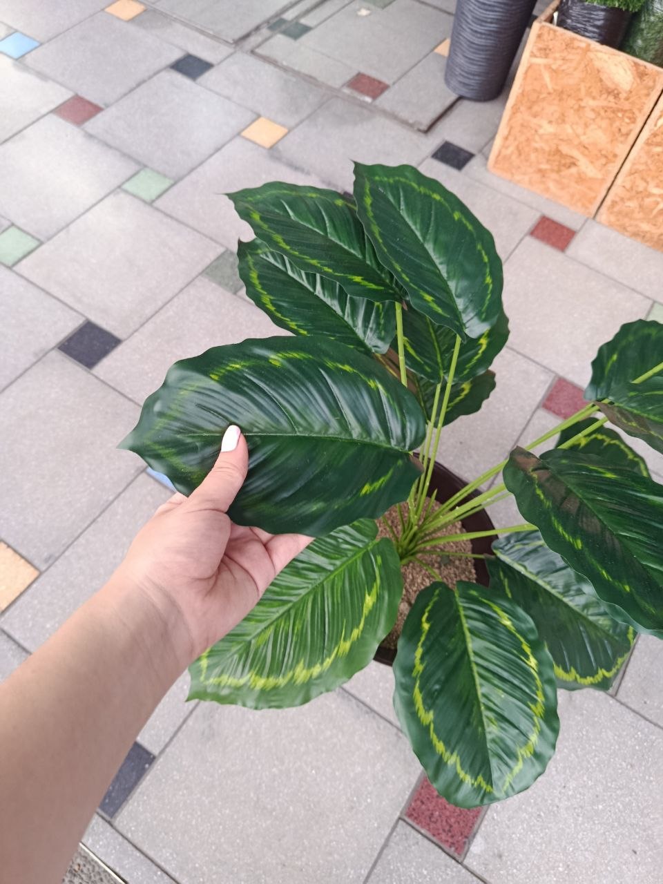 Planta Manchada y Borde Verde Artificial 74cm
