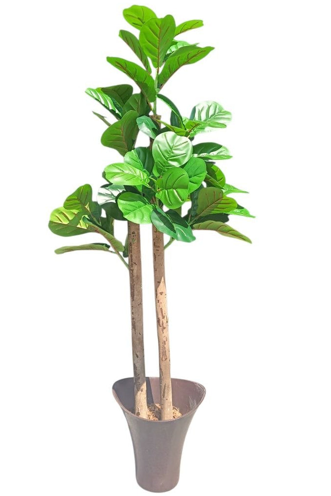 Planta Laurel Con Matera 1.37mts