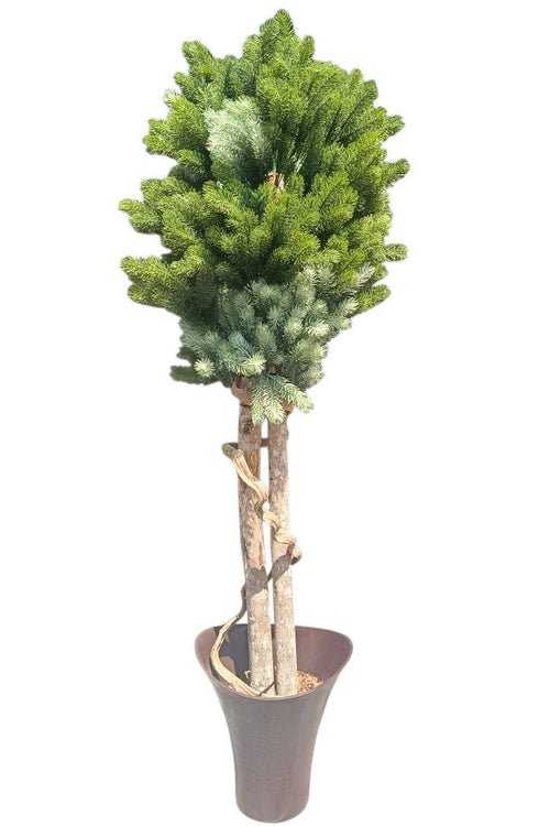 Planta 2Troncos Follaje Pino con Matera 1.42mts