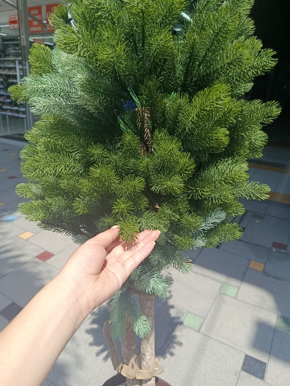 Planta 2Troncos Follaje Pino con Matera 1.42mts