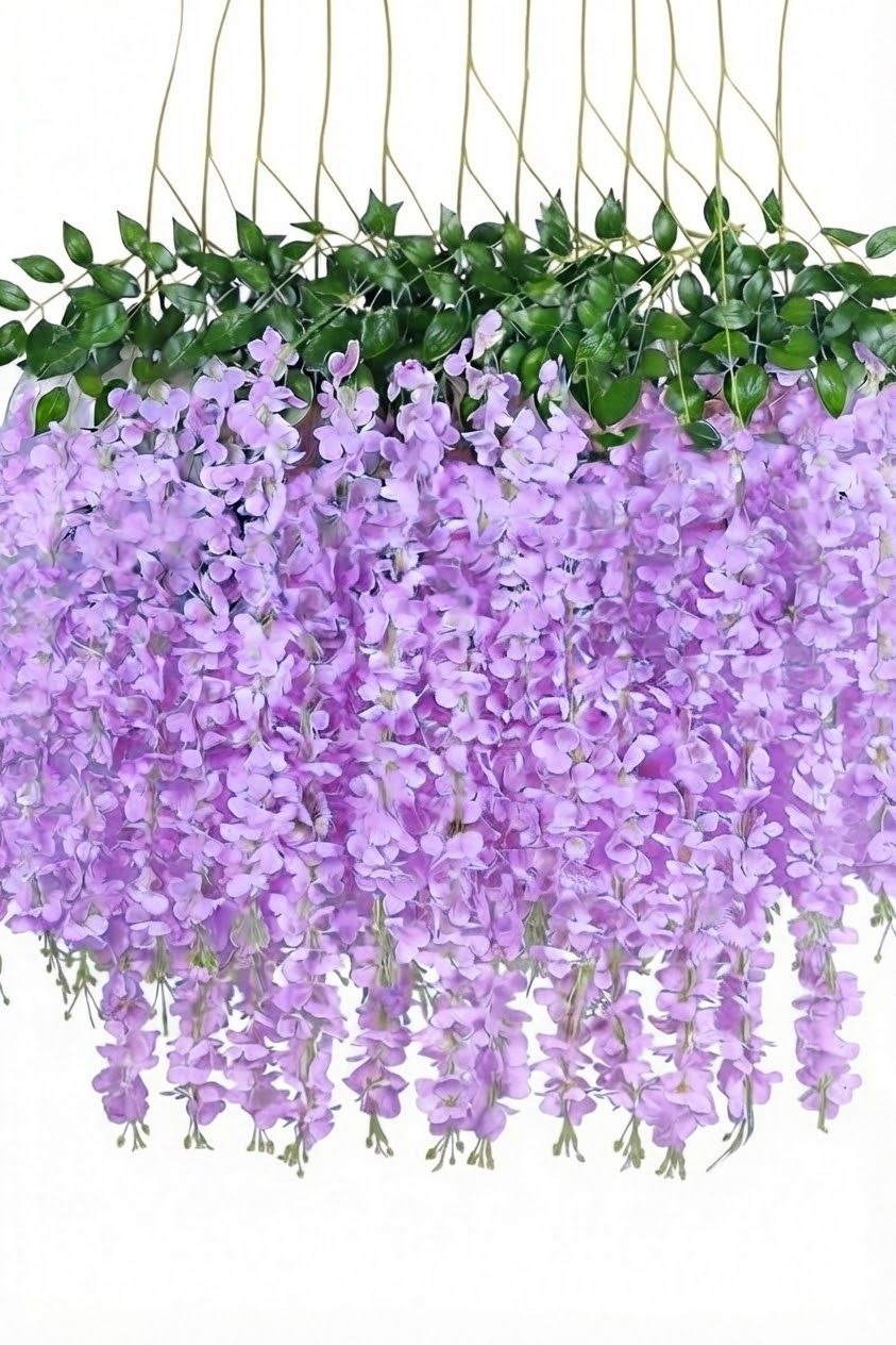 Docena de Glicina Wisteria Lila 80cm