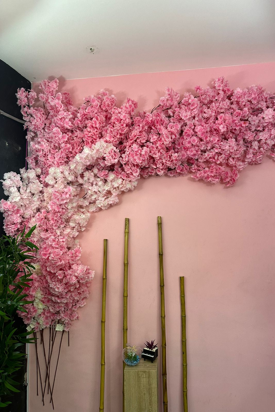 Combo x 60 unidades Cerezos premium japoneses