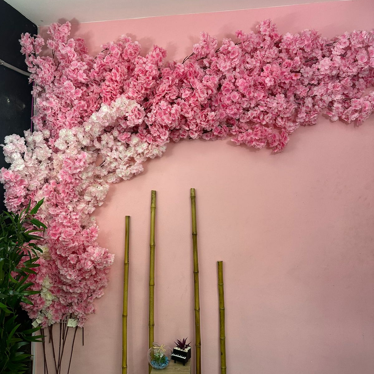 Combo x 60 unidades Cerezos premium japoneses