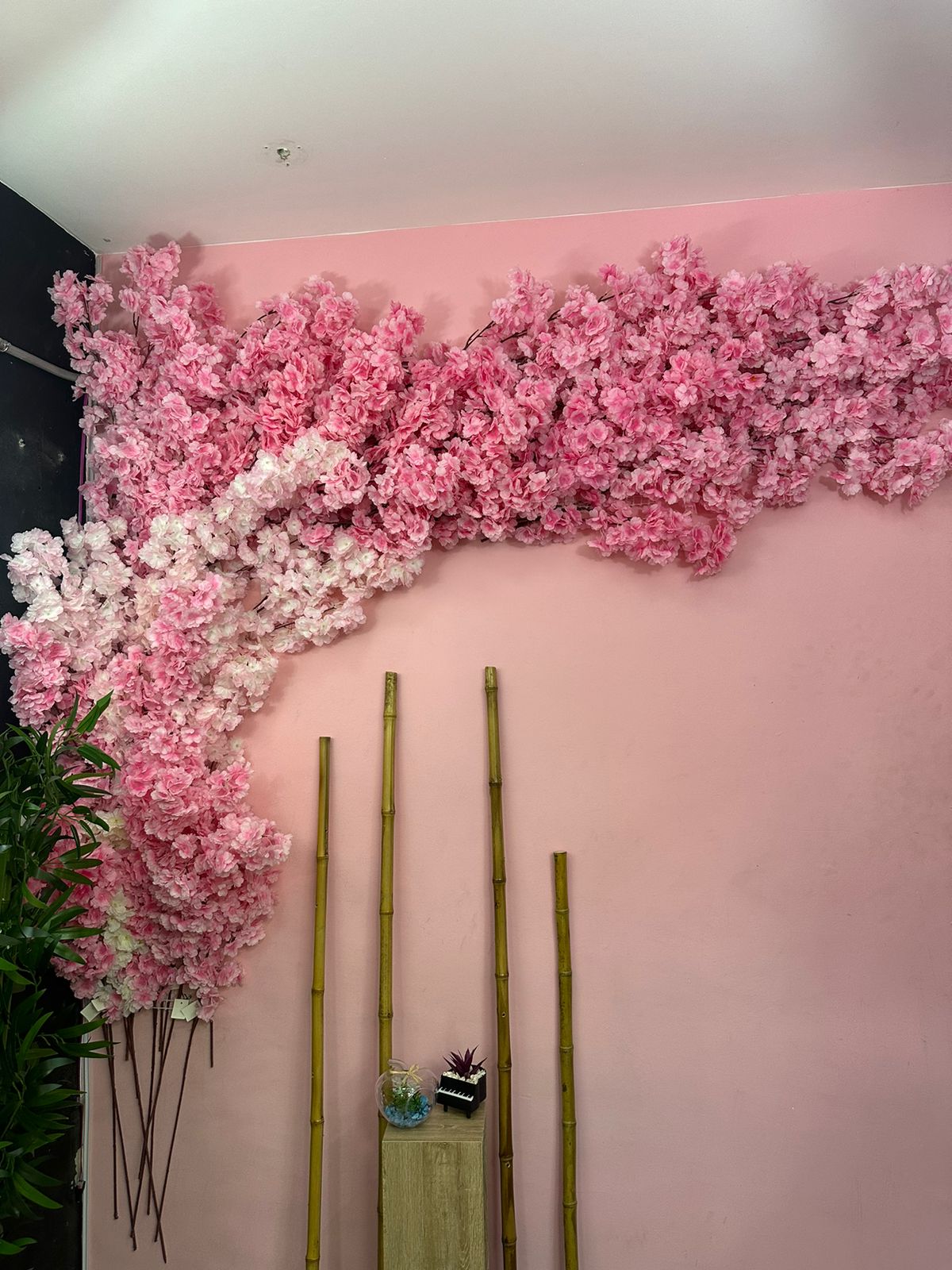 Combo x 60 unidades Cerezos premium japoneses