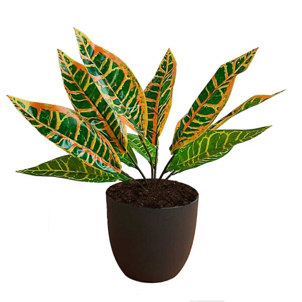 Planta para Matera Codiaeum Naranaja 29cm