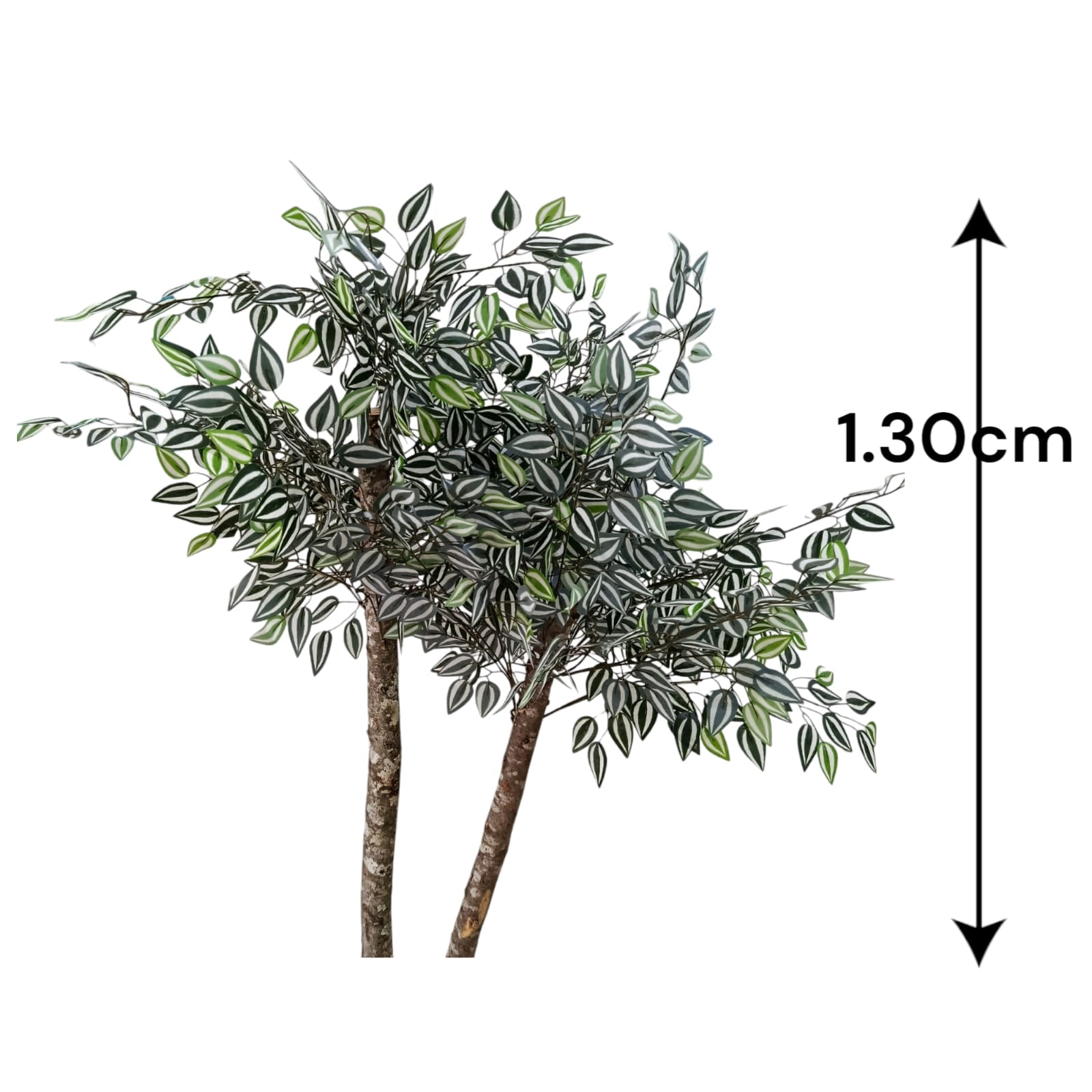 Planta para Matera Hoja Calathea 1.30cm