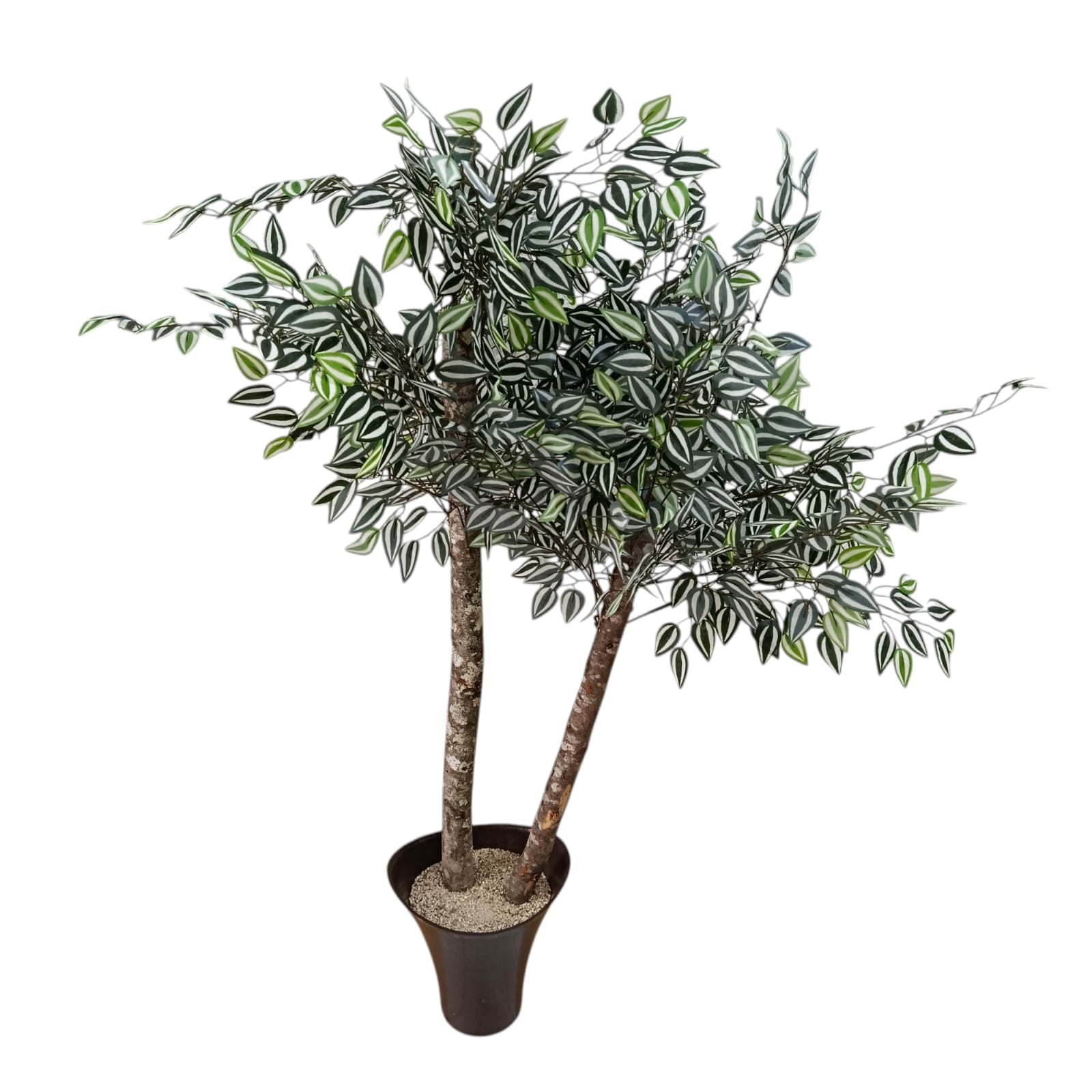 Planta para Matera Hoja Calathea 1.30cm