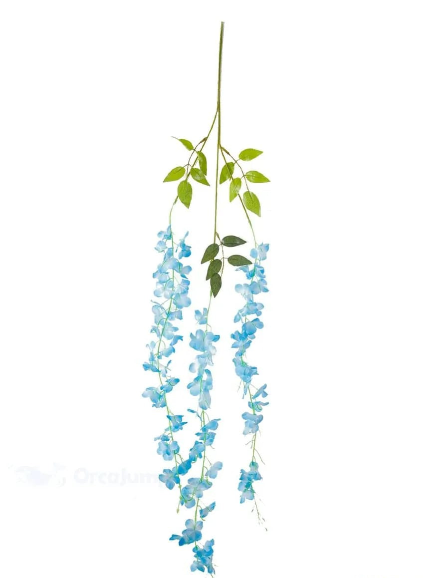 Docena de Glicinia Wisteria Azul 80cm