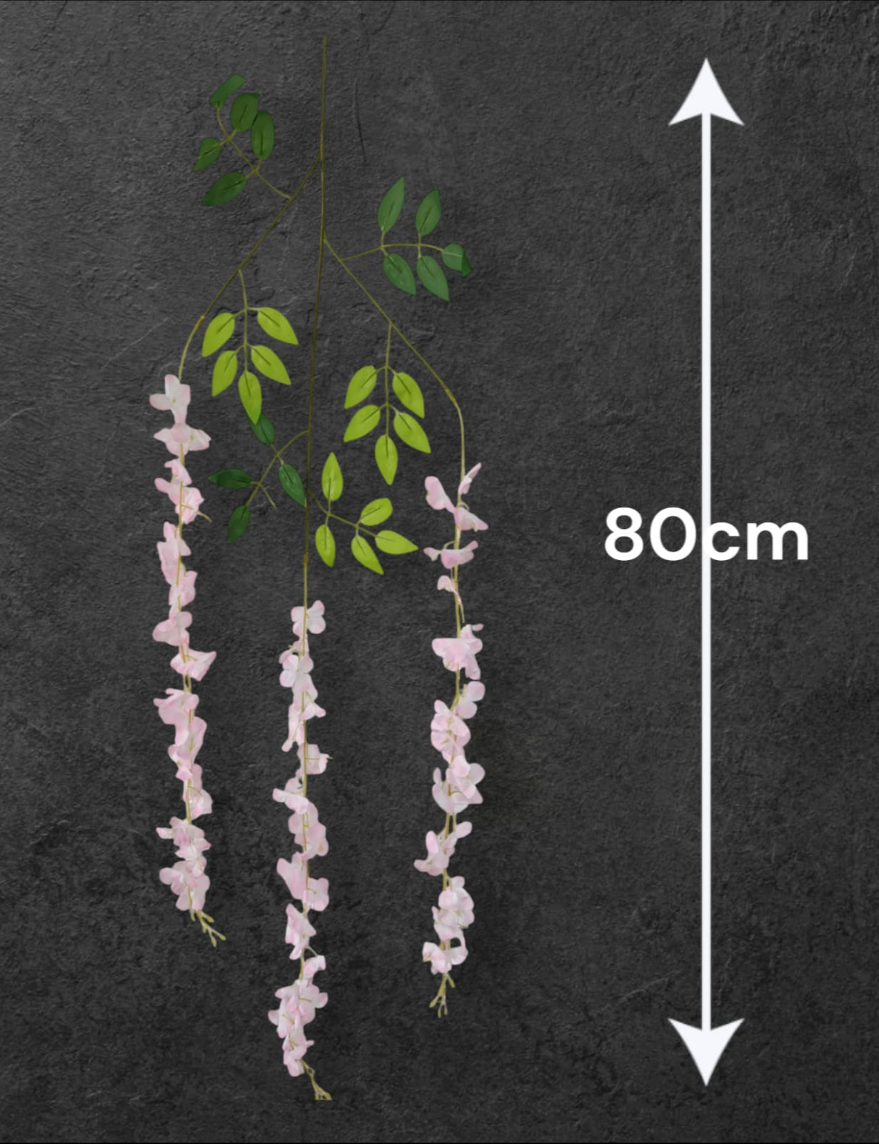 Docena de Glicinia Wisteria Rosa 80cm