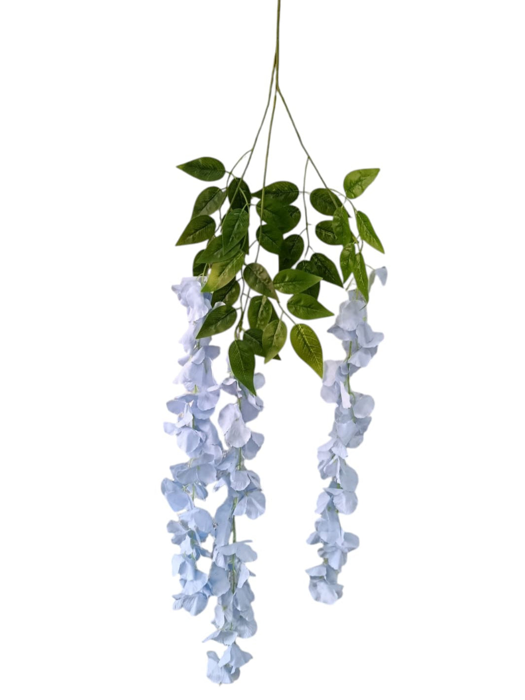 Wisteria Premium xUnidad Variedad Colores 1mts