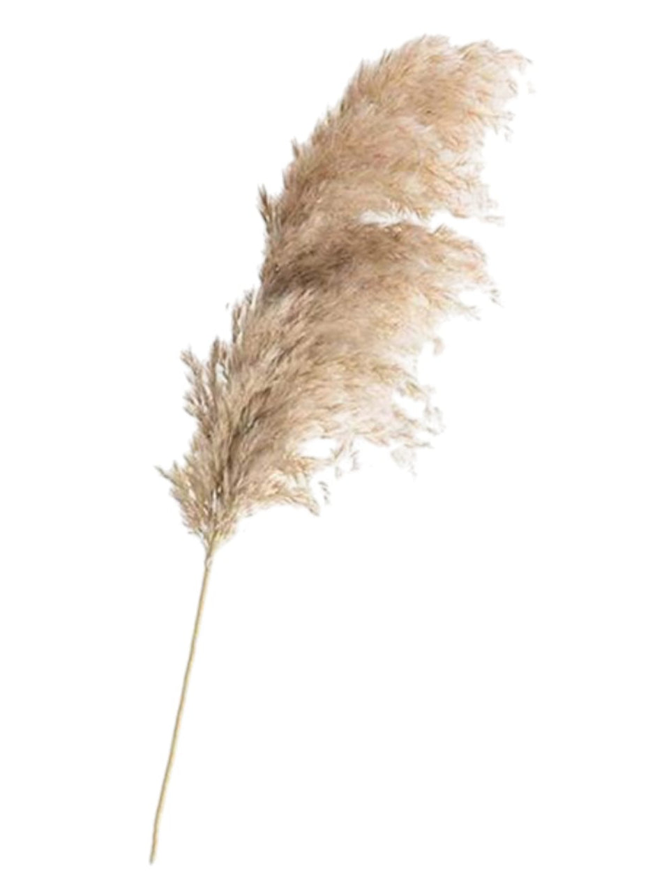 Pampa Grande Real 2.10mts