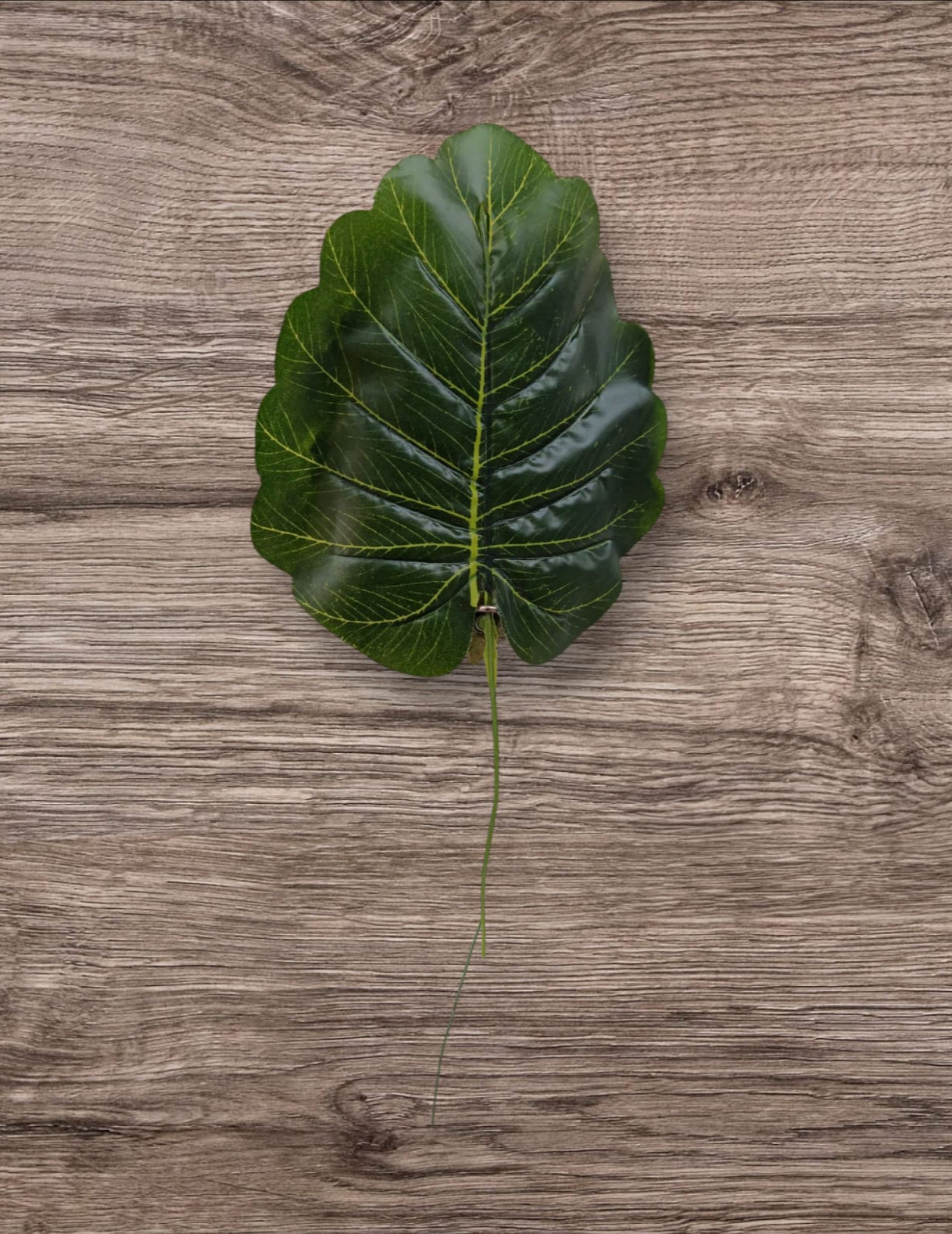 Hoja Alocasia Plumbea Artificial 40cm