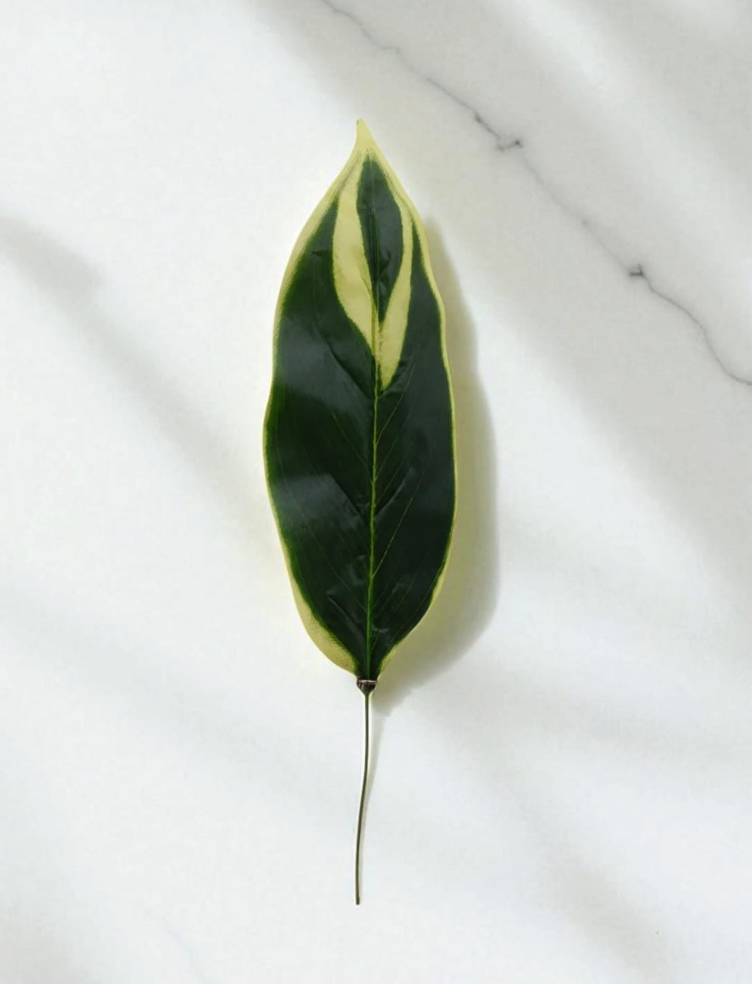 Hoja Alargada Punta Amarilla 58cm