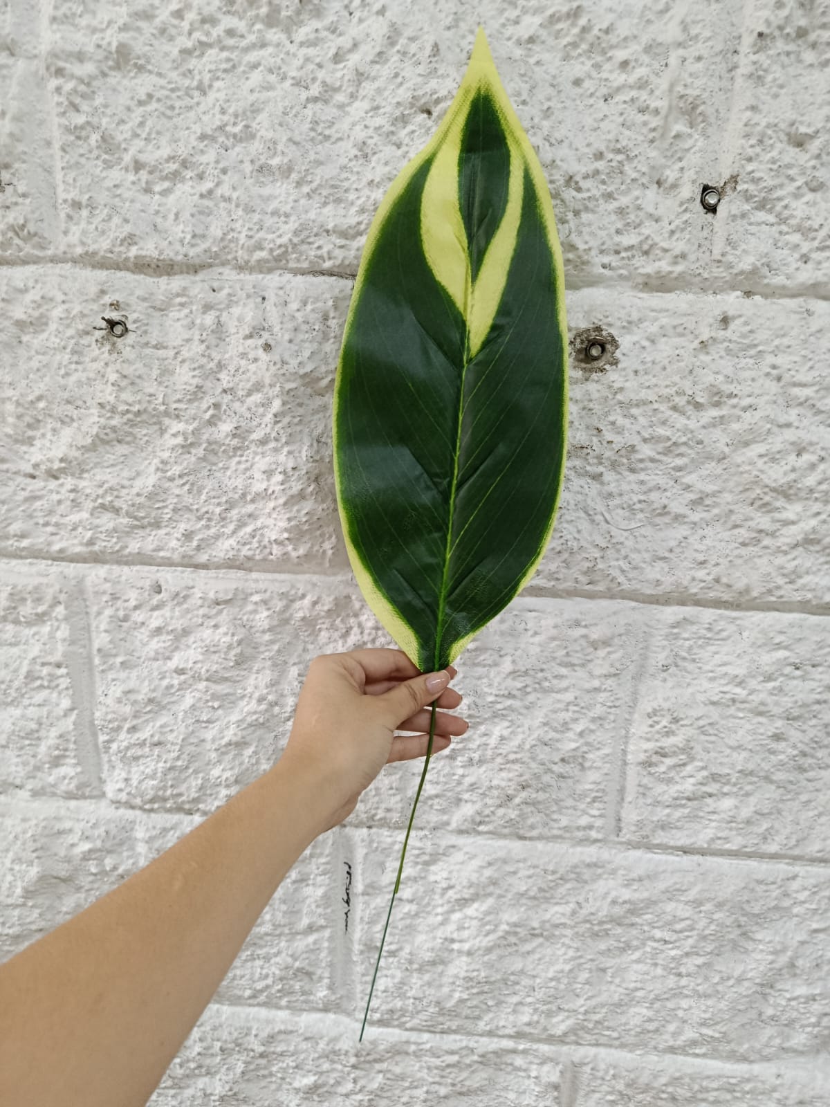 Hoja Alargada Punta Amarilla 58cm