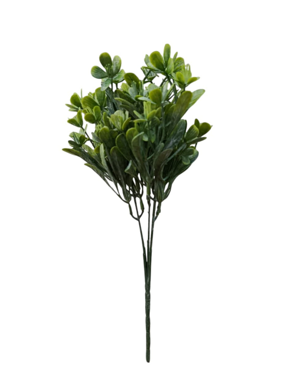 Follaje General Clematis Marmoraria 30cm