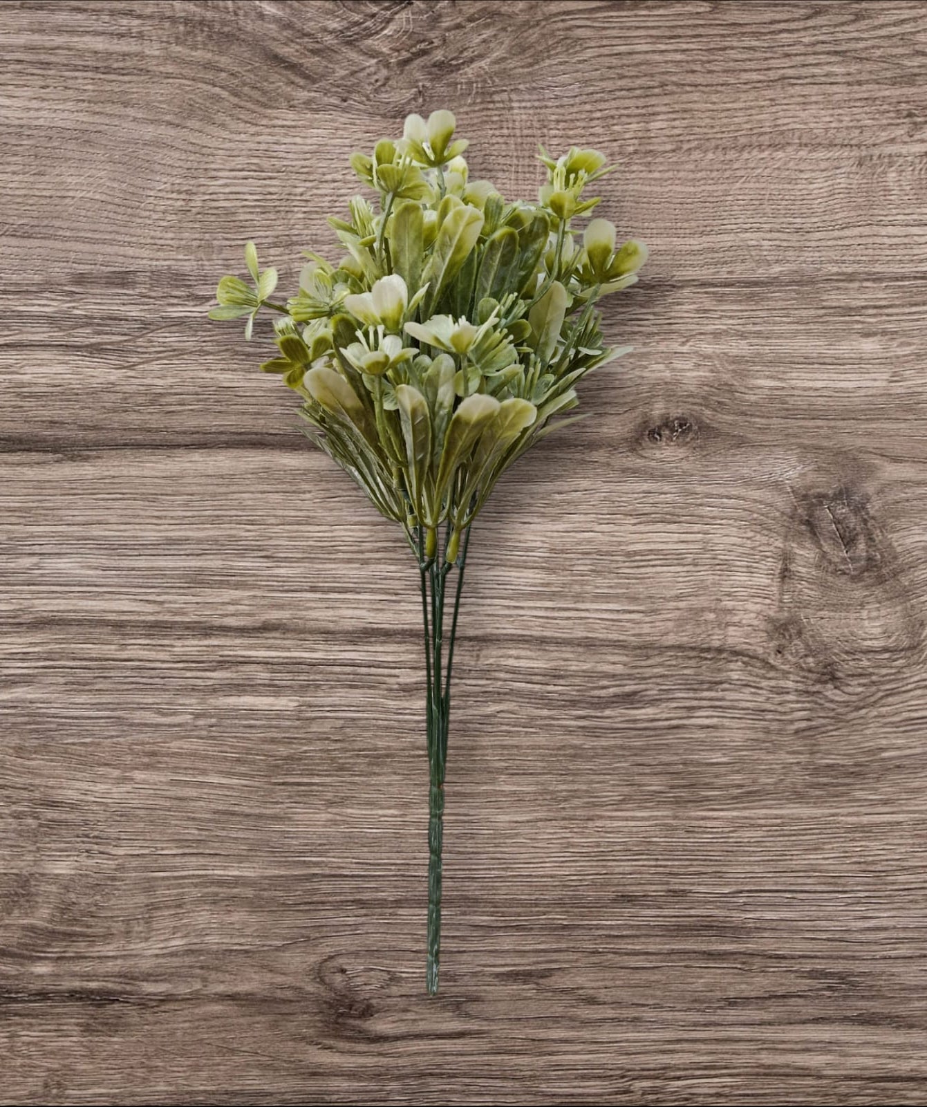 Follaje General Clematis Marmoraria 30cm